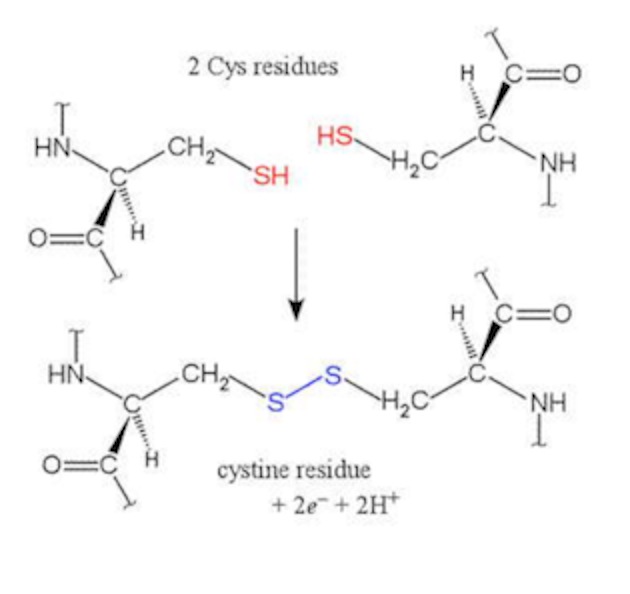 Disulfide2