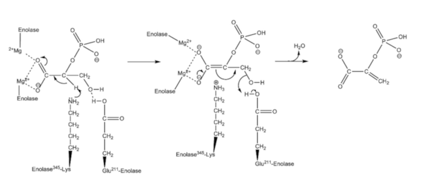 EnolaseMechanism