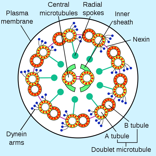 Eukaryotic_flagellum