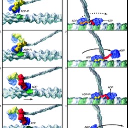 Kinesin & Myosin