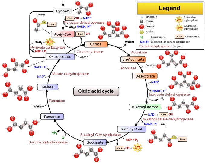 Citric_acid_cycle_with_aconitate_2.svg