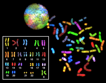 ColorKaryotype