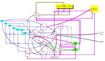 ComplexRegulation