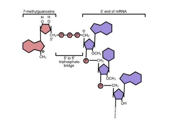 GTPCap