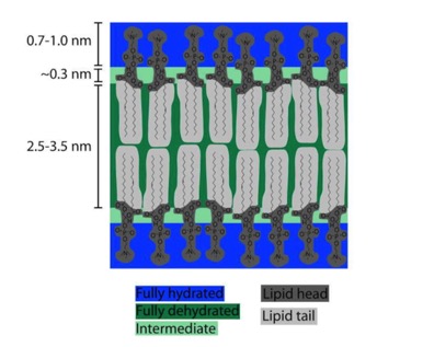 LipidBilayer