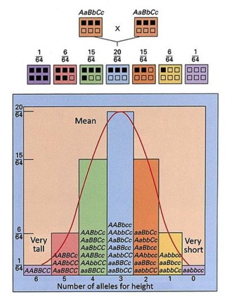 Multigenedist