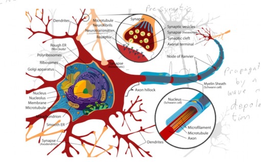 NeuronDetail