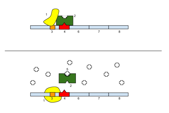 Operon