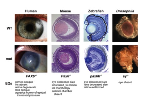 PaxPhenotyp