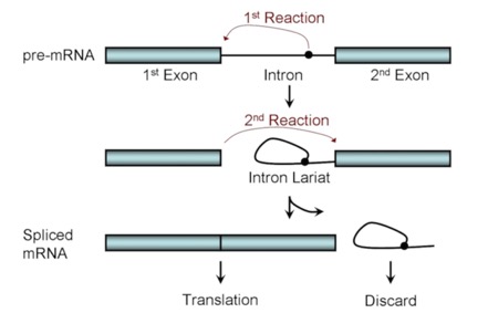 Splicing