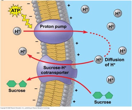 SucroseTransport