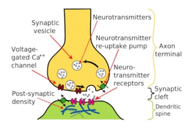 SynapseDetail