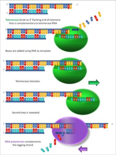 Telomerase1