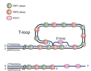 Telomere1