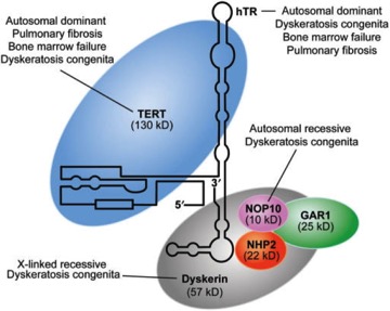 TelomereII