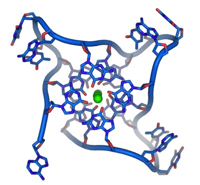 TelomereQuad