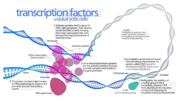 Transcription Factors