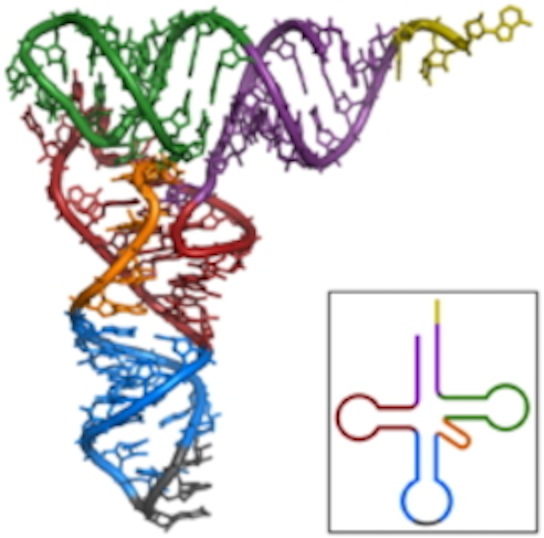 220px-TRNA-Phe_yeast_1ehz