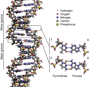 340px-DNA_Structure+Key+Labelled.pn_NoBB