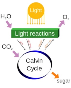 484px-Simple_photosynthesis_overview