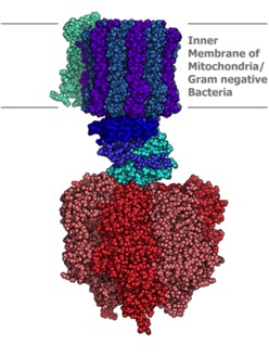 Atp_synthase