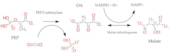 C4Path