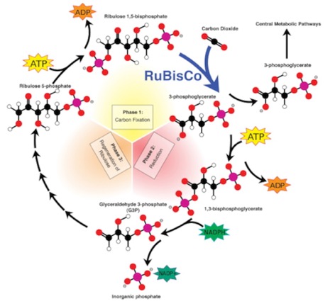 Calvin-cycle4