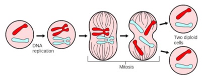 CellCycle1