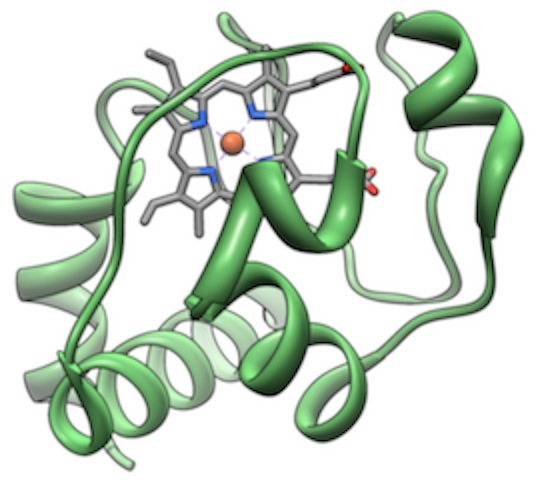 Cytochrome_C