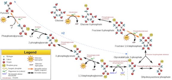 Glycolysis2.svg