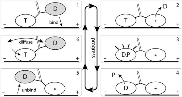 KinesinStep