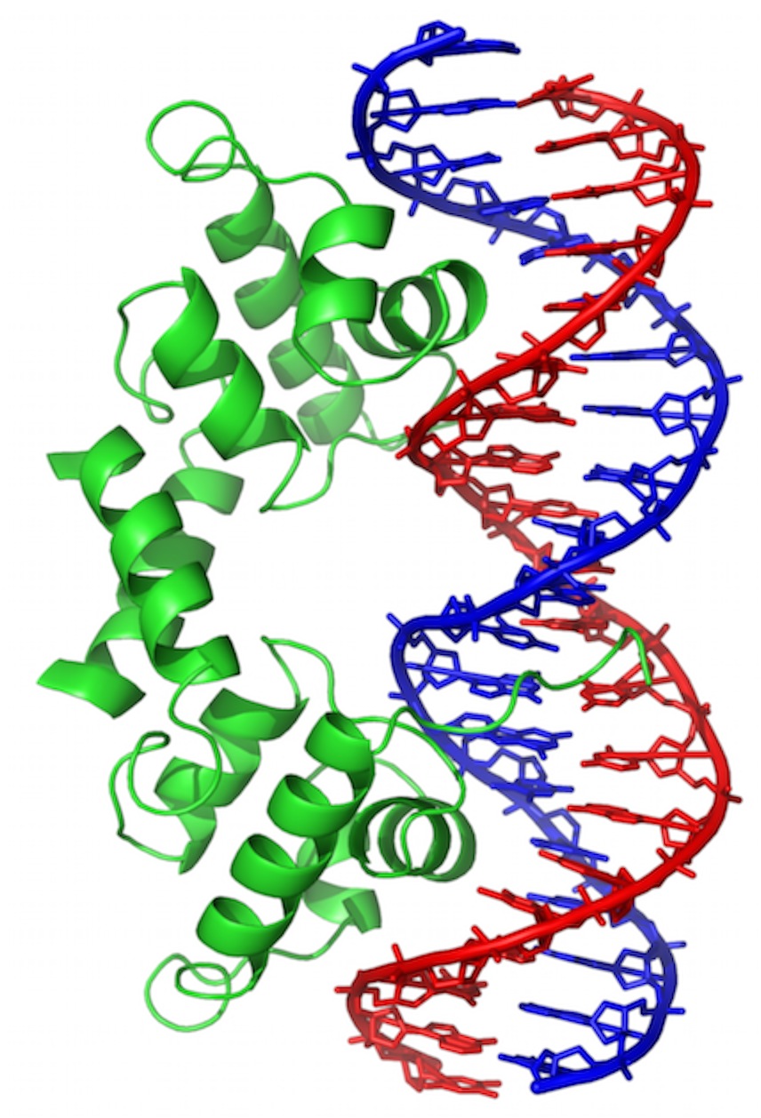 Lambda_repressor_1LMB