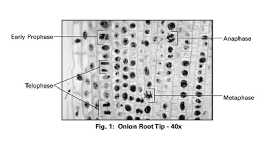 OnionRoot