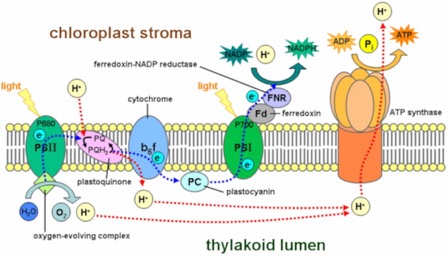 Thylakoid_membrane